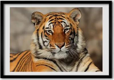 Produktbild von Bild - Bilder - Bilderrahmen - 70 cm x 50 cm - MDF-Rahmen, Wandkunst bengalischer Tiger