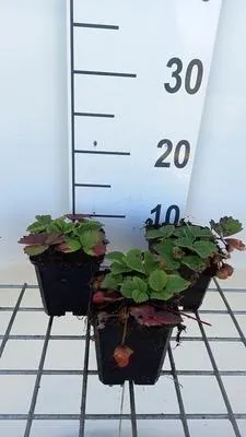 Produktbild von 6 x Fragaria (a) 'Lipstick' - Wald-Erdbeere - Topf 9 x 9 cm