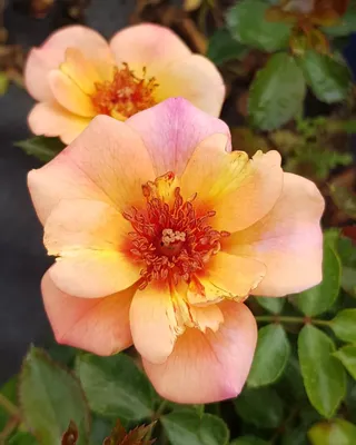 Image de DECOROSIER BAÏA® / Rosier paysager rose orangé BAÏA®