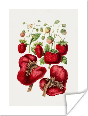 Produktbild von MuchoWow® Poster Lebensmittel - Obst - Erdbeeren 60x80 cm - Schlafzimmer Dekoration