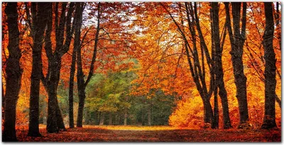 Produktbild von Coloray Bild aus Glas 140x70 glasblock mit bild gehärtetes Glas wohnzimmer Küche Dekoration wanddekoration - Herbstwald Natur
