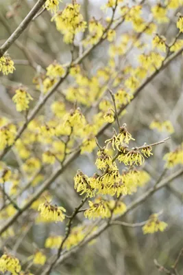 Produktbild von Hamamelis intermedia 'Arnold Promise', Zaubernuss, gelb, 40–60 cm