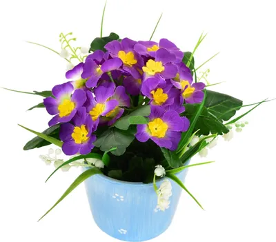 Produktbild von Primel lila im Keramiktopf 20×19 cm