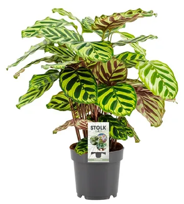 Zdjęcie produktu dla Calathea Makoyana - 35-45cm - Ø14cm - Roślina doniczkowa - Zimozielony
