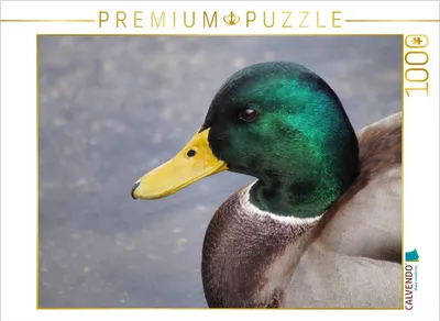 Produktbild von CALVENDO Puzzle Stockente Männchen Portrait | 1000 Teile Lege-Größe 64x48cm Foto-Puzzle für glückliche Stunden