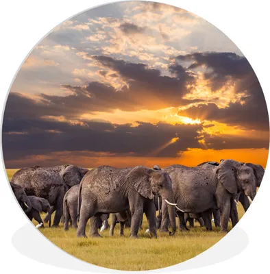 Produktbild von MuchoWow® Rundes Wandbild - Runde Bilder Elefant - Tiere - Gras - Sonnenuntergang - Natur Ø 60 cm Kreis Wanddekoration Kunststoff - Wandkreis - Wandschmuck - Wand Kreis - Das Schlafzimmer - Die Bilder - Wandmalerei - Kunst für das Haus - das Plastik