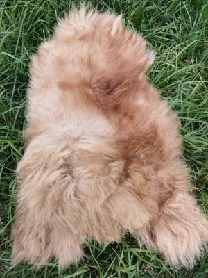 Image de Offre spéciale Véritable Peau de Mouton Xxl Island en Marron