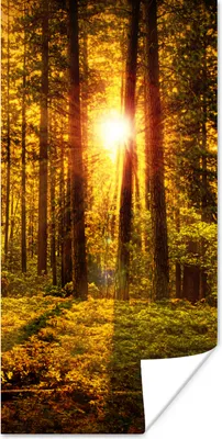 Produktbild von MuchoWow® Poster Wald - Sonne - Bäume - Natur - Sonnenuntergang 20x40 cm - Plakat - Foto