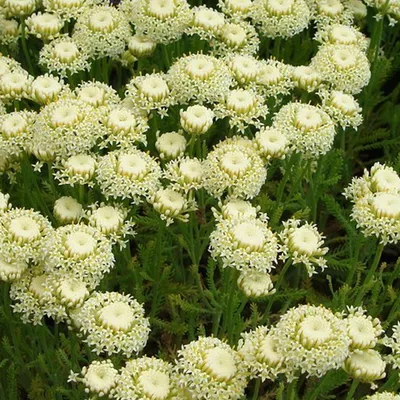 Produktbild von 6 x Heiligenkraut  - Santolina chamaecyparissus 'Edward Bowles'  | Topf 9cm x 9cm