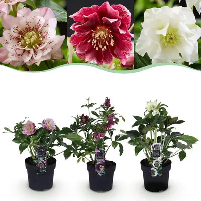 Produktbild von Helleborus orientalis Double Tricolour - Rosa - Rot - Weiße Blüte -3 Pflanzen - Immergrün - 25-35cm - Ø14cm - Gartenpflanze