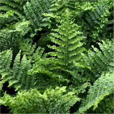 Produktbild von Stauden Gänge 1 x Dryopteris affinis 'Crispa Congesta' im 1 Liter Topf - krauser Goldschuppenfarn - Kompakte Farnpracht für schattige Akzente