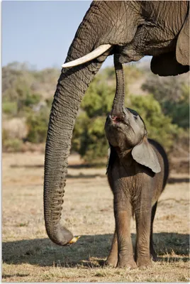 Produktbild von MuchoWow® Poster Elefant - Tiere - Gras - Natur 120x180 cm - Kunstposter