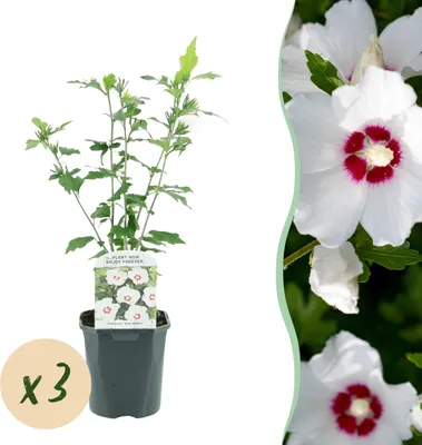 Zdjęcie produktu dla Hibiscus syriacus Red Heart - Hibiskus ogrodowy - Odporny - Biały - Czerwony - 3 rośliny - 35-45cm - Ø17cm - Roślina ogrodowa