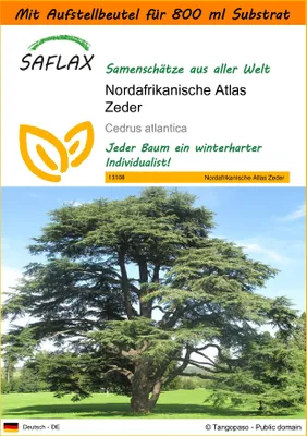 Produktbild von SAFLAX - Garden in the Bag - Nordafrikanische Atlas Zeder - 20 Samen - Mit Anzuchtsubstrat im praktischen, selbst aufstellenden Beutel - Cedrus atlantica