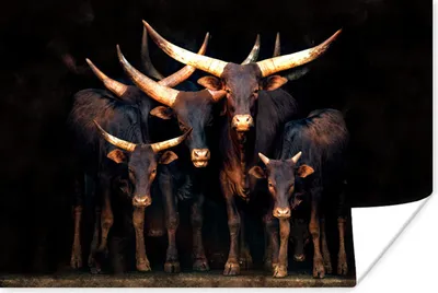 Produktbild von MuchoWow® Poster Kuh - Watussie - Stier - Schwarz 90x60 cm - Schlafzimmer