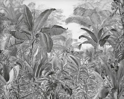 Immagine prodotto di Carta da parati Komar Roraima in bianco e nero - 610854 - 350 x 280 cm