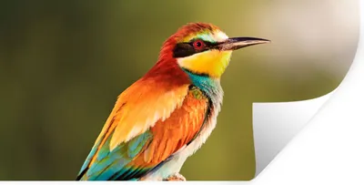 Produktbild von MuchoWow® Wandtattoo Wandsticker Wandaufkleber Vögel - Bienenfresser - Regenbogen - Tiere 40x20 cm Selbstklebend und Repositionierbar - Aufkleber