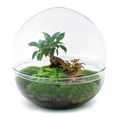 Immagine prodotto di Urbanjngl Bottiglia da giardino Ficus Ginseng Bonsai - 30 cm