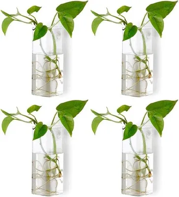Produktbild von Famanu Wandpflanzenhalter - Glasbehälter für Pflanzen (4 Stück)