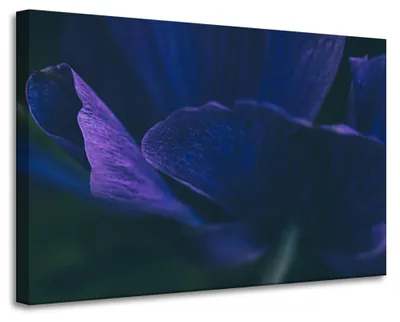 Immagine prodotto di Stampa su tela, soggetto: fiori viola, dimensioni 90x60 cm