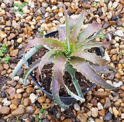 Image de Hechtia nuusaviorum