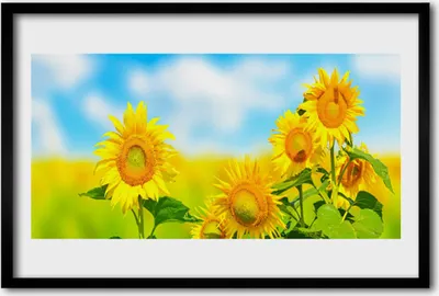 Produktbild von Bild 60x40 MDF-Rahmen Wandkunst Sunflower Blumen Natur