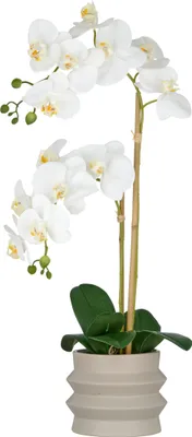 Produktbild von Kunstpflanze Phalaenopsis H 60 cm weiss