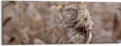 Produktbild von Bild auf Leinwand - Leinwandbild - 3 Teile - Boho Ähren Gras - 150x50cm - Wand Bild - Wanddeko - Wandbilder - Leinwanddruck - Bilder - Wanddekoration - Leinwand bilder - Wandbild - CA150x50-4763