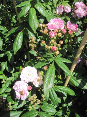 Produktbild von Rosa Perennial Rosali ® - Kletterrose Perennial Rosali ® - Tantau Rose