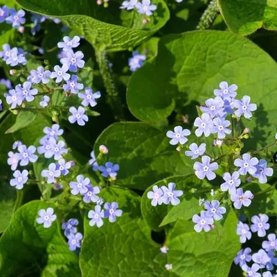 Productafbeelding van Brunnera macrophylla – Kaukasische vergeet-mij-niet, 5 kale planten