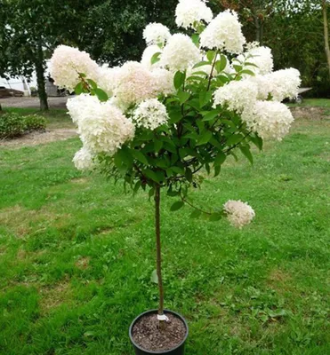 Produktbild von Rispenhortensie ´PETITE LANTERN®´ auf Stamm 50 cm, Cont. 4,5 l
