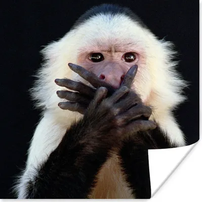Produktbild von MuchoWow® Poster Affe - Wilde Tiere - Porträt 75x75 cm - Wand Dekoration