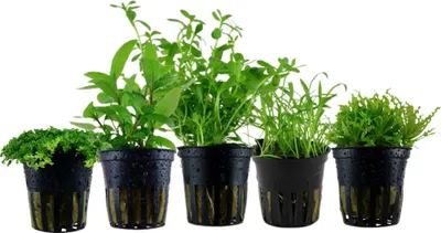 Produktbild von Pflanzen Set mit 5 Vordergrund Topf Aquarium Wasserpflanzen AquaOne Nr.112