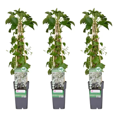 Immagine prodotto di 3X - Ortensia Petiolaris - ↨65Cm - Ø15