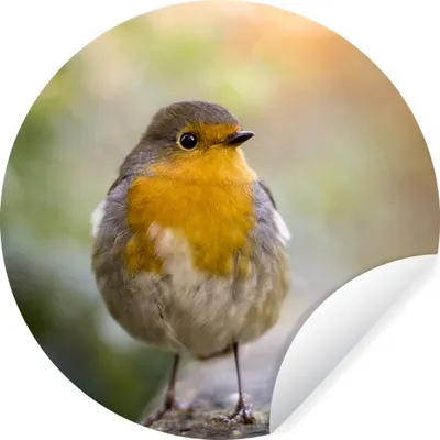 Produktbild von MuchoWow® Runde Wandtattoo - Wandsticker Tapete Aufkleber Vögel - Rotkehlchen - Baum Ø 50 cm Selbstklebend und Repositionierbar - Wandaufkleber - Kreis - Wand Kreis - Wand Bild - Foto Tapete - Selbstklebende - Wohnzimmerdekoration - Wand Dekoration - Kinderzimmer