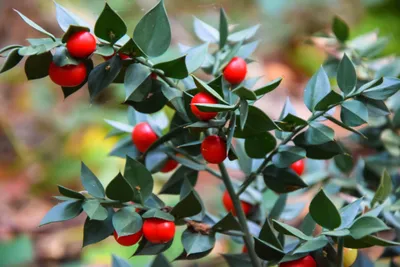 Obrázok produktu pre Mäusedorn (Ruscus aculeatus), výška cca 30 cm, 1-litrový kvetináč