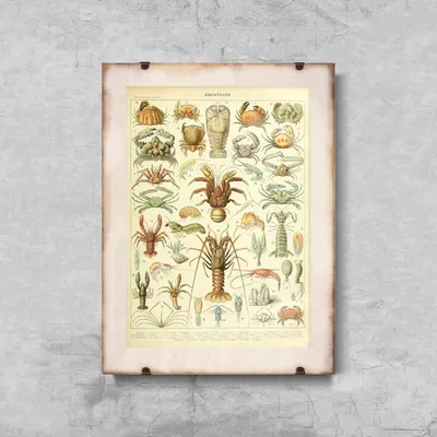 Produktbild von Poster - Canvas - Leinwand - 42 cm x 59,4 cm - Wissenschaft 1909 Adolphe Millot Crustaces