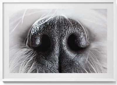 Produktbild von Nahaufnahme einer Tiernase– Wandbild mit Rahmen – Gerahmtes Bild  – Wanddekoration – 100x70 cm –  Weiß Rahmen