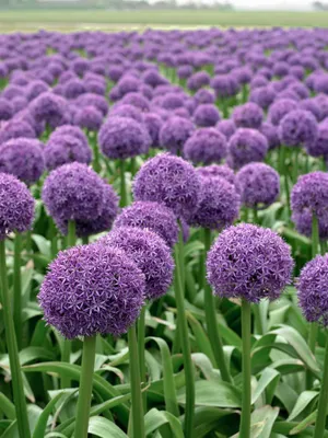 Produktbild von Allium macleanii 'Globemaster', Zierlauch, violett, ca. 11x11 cm Topf