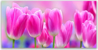Produktbild von Tulup Leinwand-Bilder 140x70 Wandbild Canvas Kunstdruck Tulpen Pflanzen
