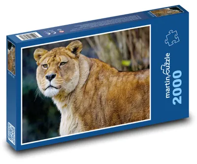 Zdjęcie produktu dla martinpuzzle - Puzzle 2000 - Lvice - lew, dravec