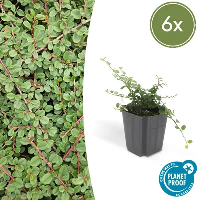Zdjęcie produktu dla Trendyplants - Cotoneaster procumbens 'Queen of Carpets' - 6 sztuk - Cotoneaster - Hardy - Wysokość 20-30 cm - Rozmiar doniczki Ø9cm