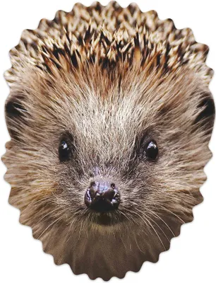 Image de Masque d'animal - Masques - Hedgehog