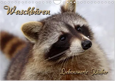 Produktbild von Waschbären (Wandkalender 2026 DIN A4 quer), CALVENDO Monatskalender