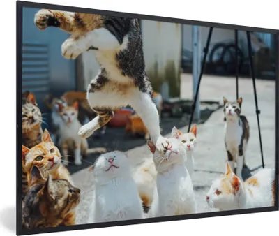 Produktbild von MuchoWow® MuchoWow® Gerahmtes Poster Komische Katze, die über andere Katzen springt 90x60 cm - Poster mit zchwarzem Bilderrahmen - Fotorahmen - Foto-Plakat