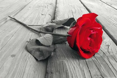 Produktbild von Blumen - Poster - Rote Rose Colourlight