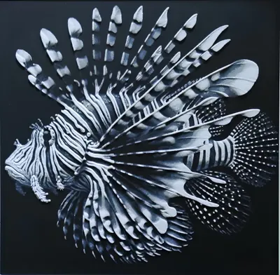 Produktbild von Feuerfisch – Groß 25x25cm