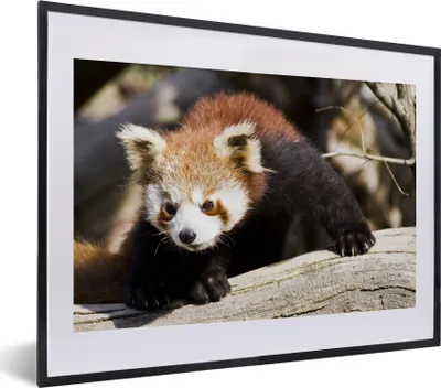 Produktbild von MuchoWow® MuchoWow® Gerahmtes Poster Roter Panda - Rüssel - Tier 40x30 cm - Poster mit zchwarzem Bilderrahmen - Bilderrahmen - Poster im Rahmen