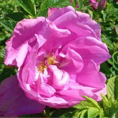 Obrázok produktu pre Ruža  - Kordes-Rugosa - Ruža 'Pink Roadrunner'®
