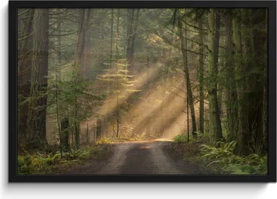 Produktbild von MuchoWow® MuchoWow® Gerahmtes Poster Wald - Baum - Weg 60x40 cm - Poster mit zchwarzem Bilderrahmen - Printing - Wanddeko Schlafzimmer